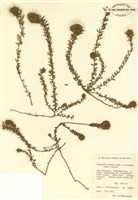 藏品(豆科)的圖片